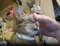 Appearing in a strange video where he sings a song to his cat while petting it